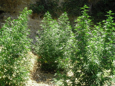 Συνελήφθη  για εισαγωγή και εμπορία κάνναβης